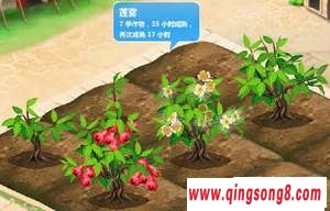 莲雾