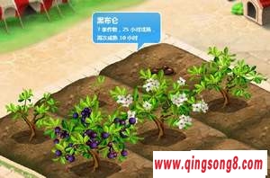 黑布仑