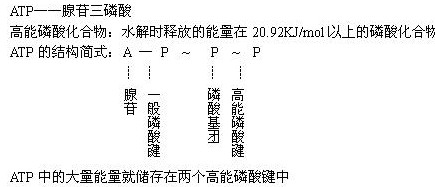 高一生物新陈代谢与ATP教学设计