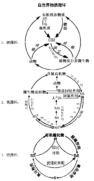 高三生物总复习知识点分类总结二
